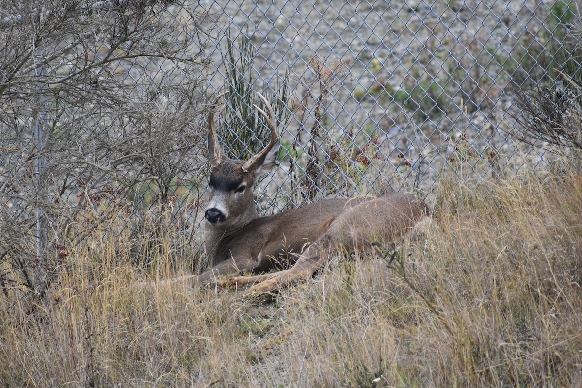 Mule Deer - ML643727987