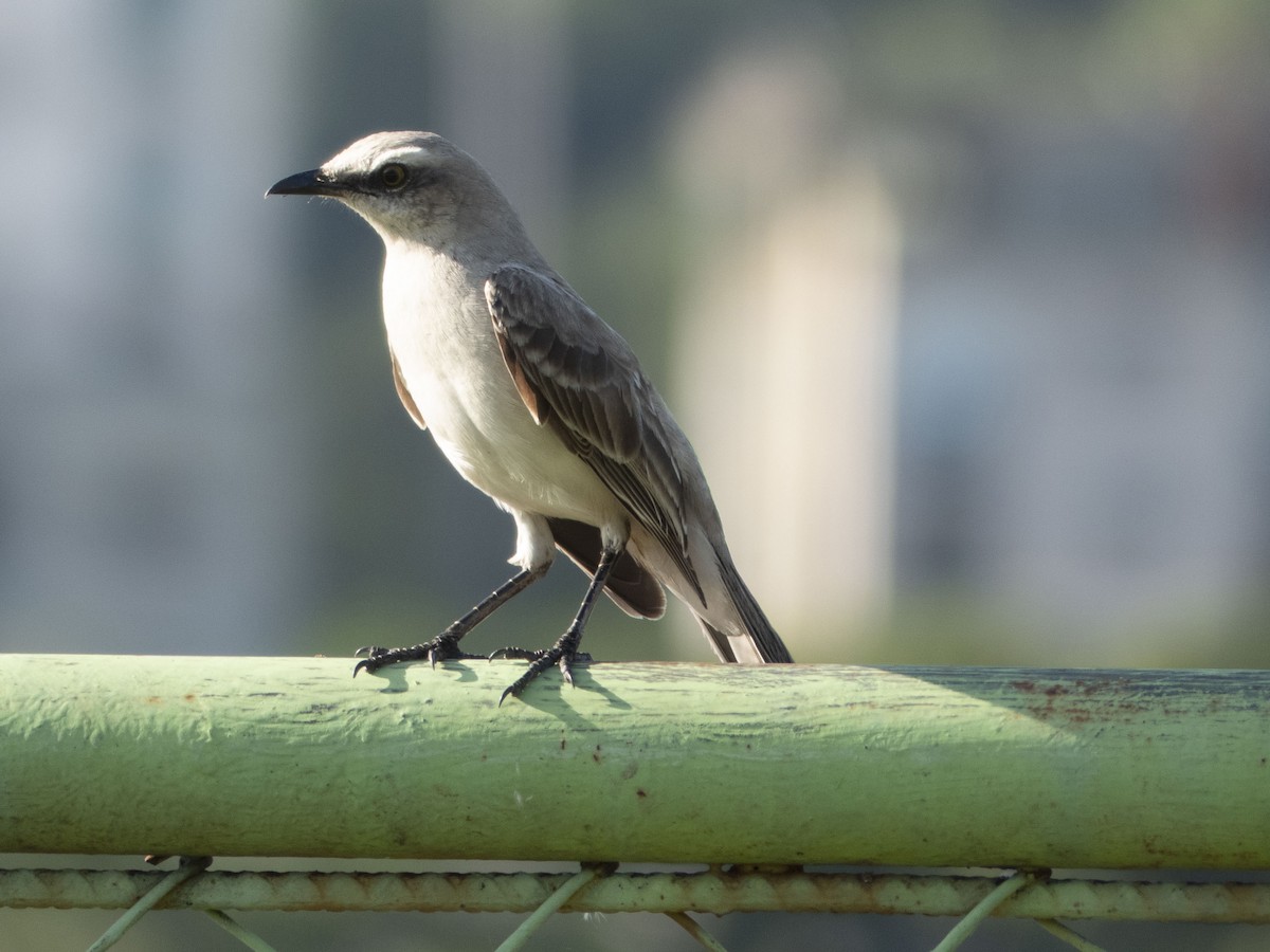 Tropical Mockingbird - ML643727992