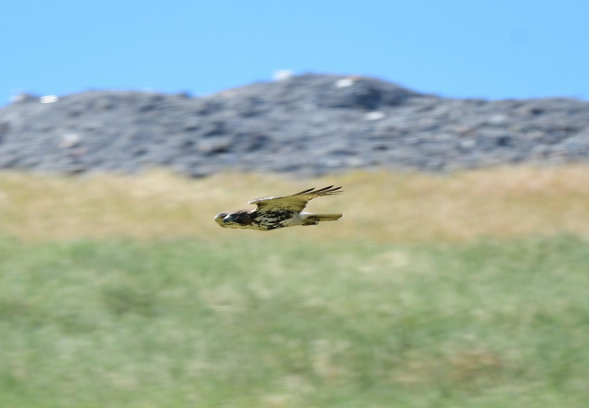 Red-tailed Hawk - ML643728001