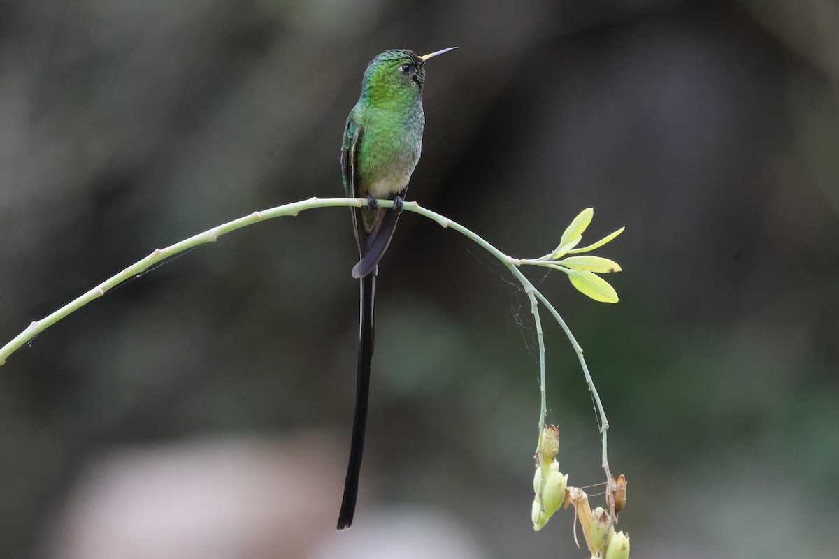 Black-tailed Trainbearer - ML643728004