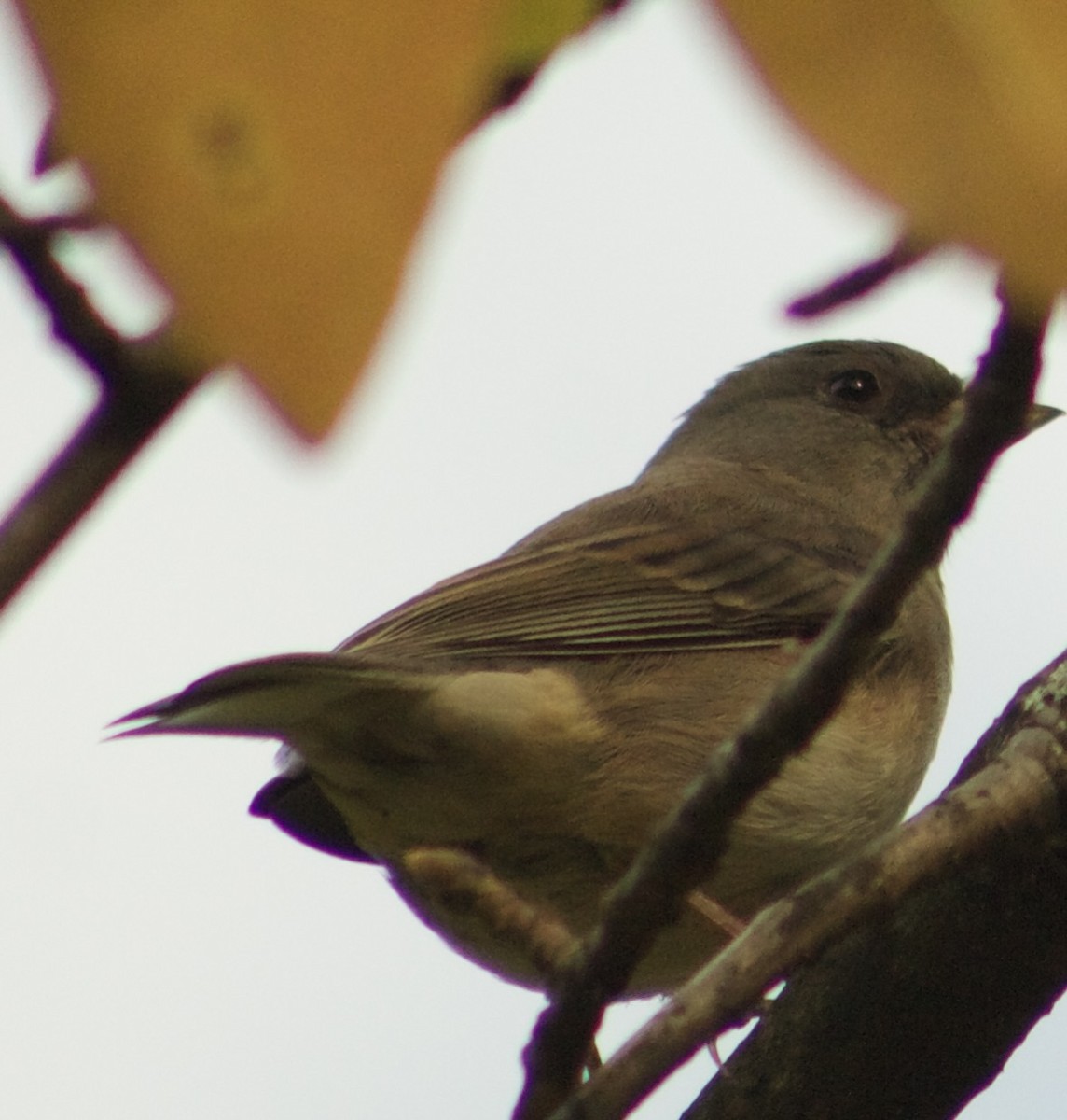 Dark-eyed Junco - ML643728030