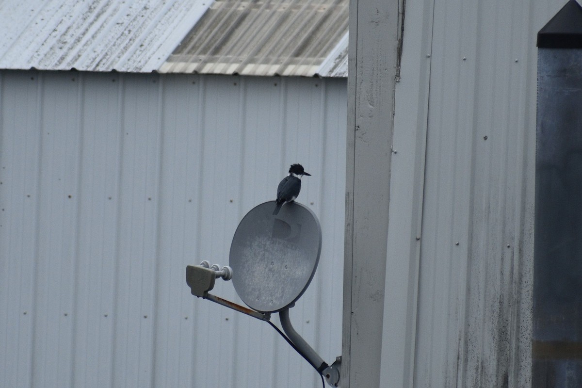 Belted Kingfisher - ML643728040
