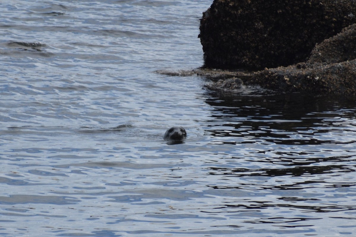 Pacific Harbor Seal - ML643728049