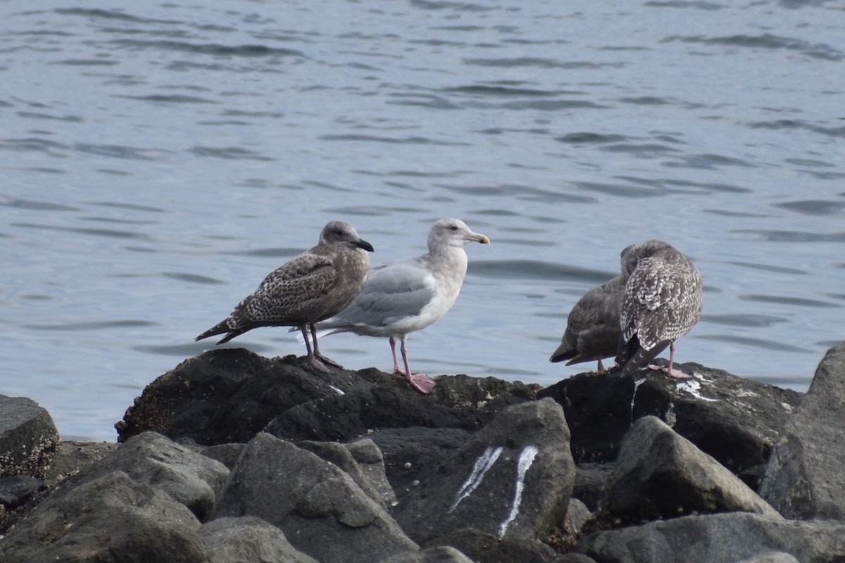 Western x Glaucous-winged Gull (hybrid) - ML643728051