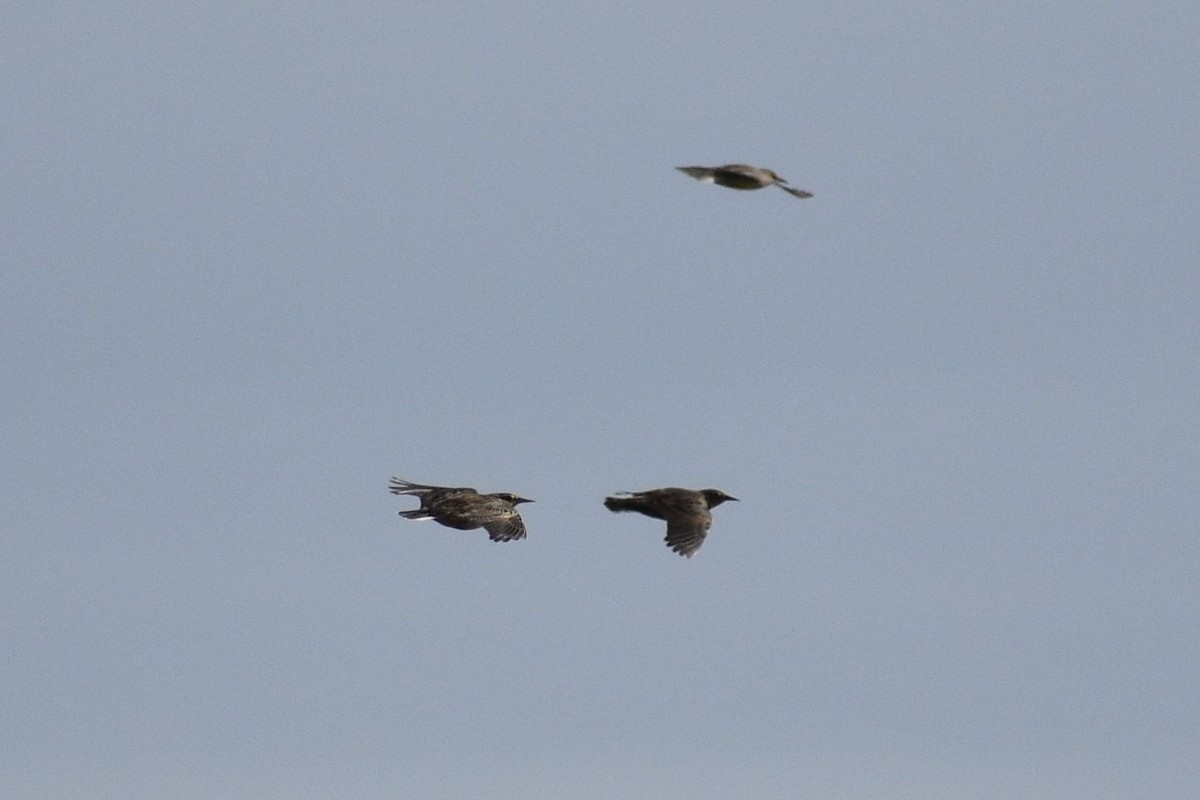 Western Meadowlark - ML643728053