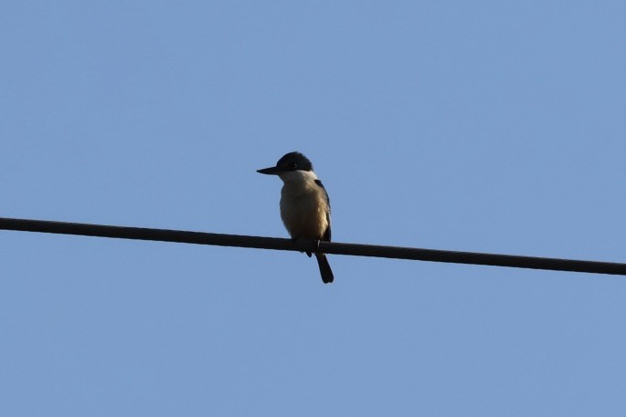 Sacred Kingfisher - ML643728056