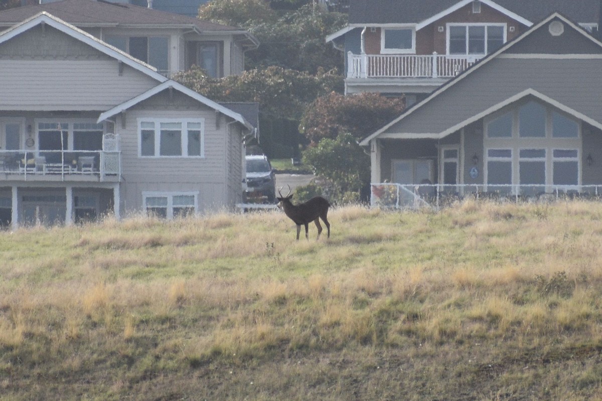 Mule Deer - ML643728057