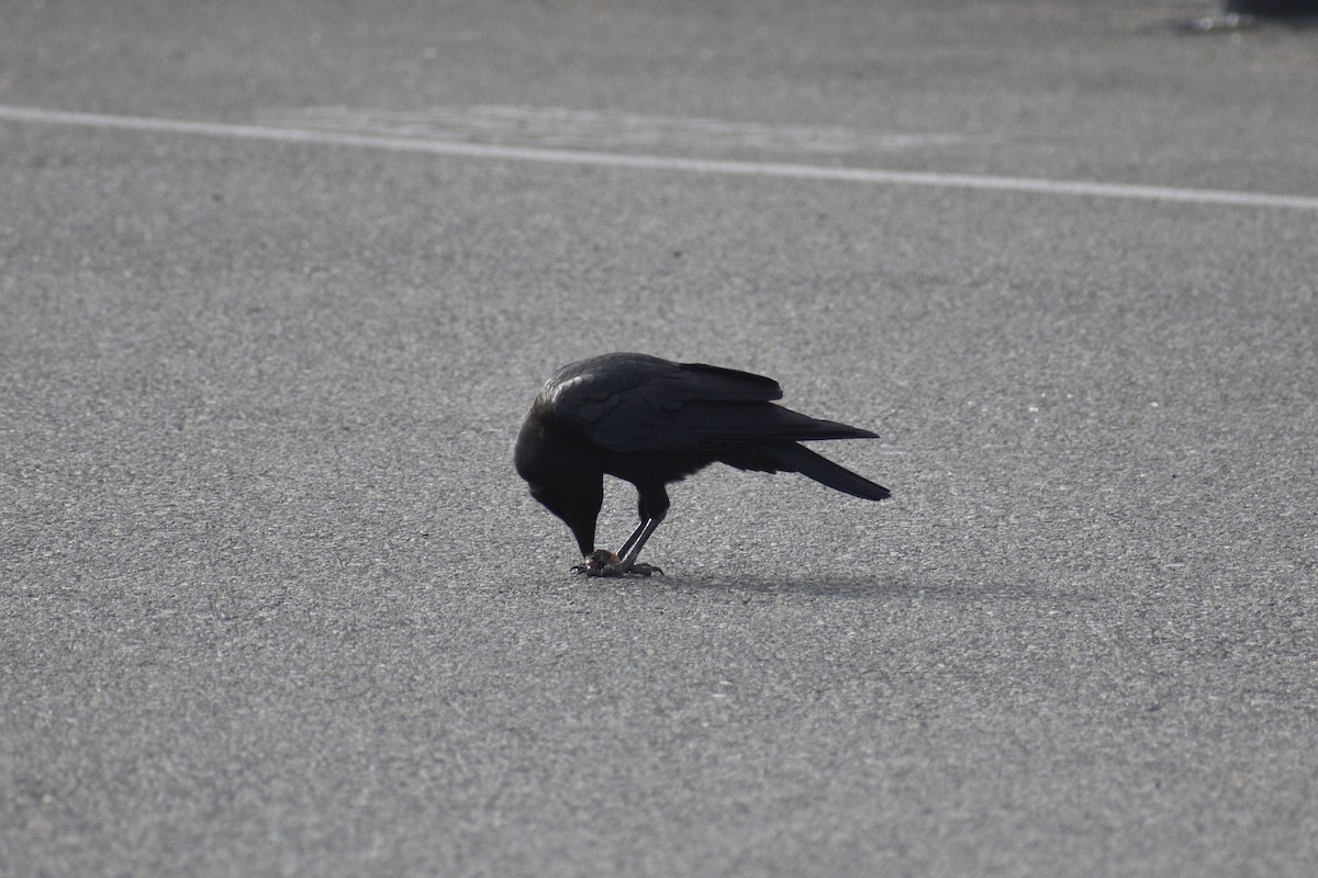 American Crow - ML643728064
