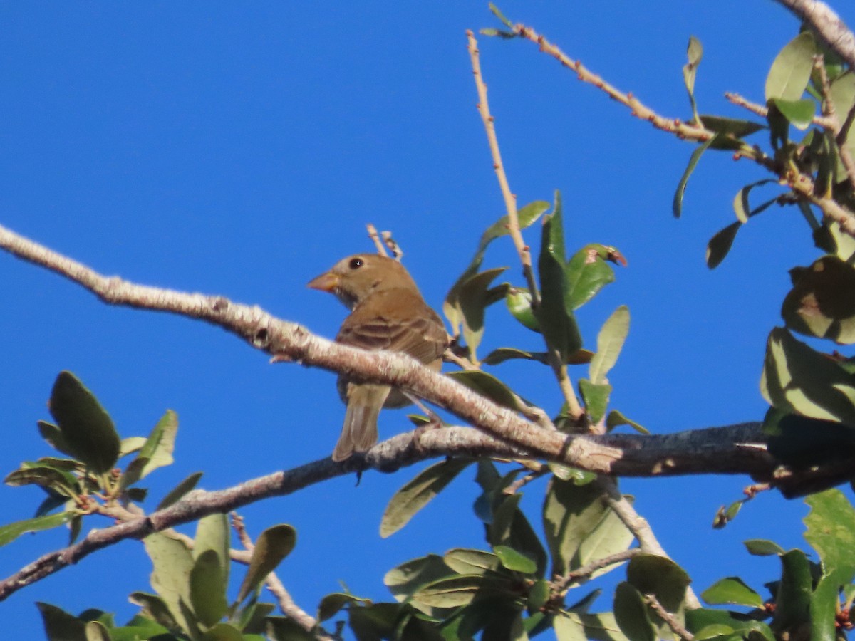 Passerin indigo - ML643728075