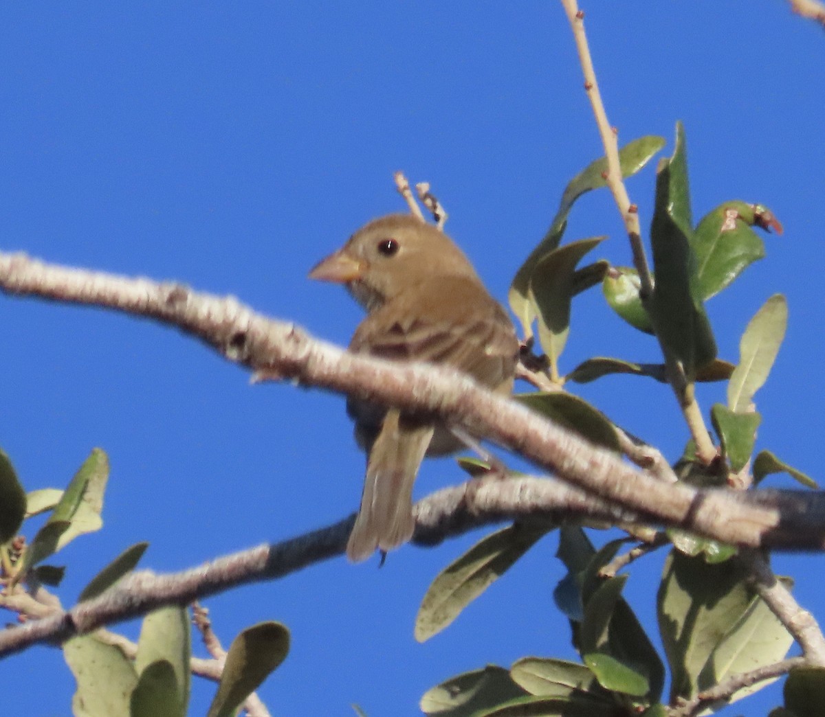 Passerin indigo - ML643728093