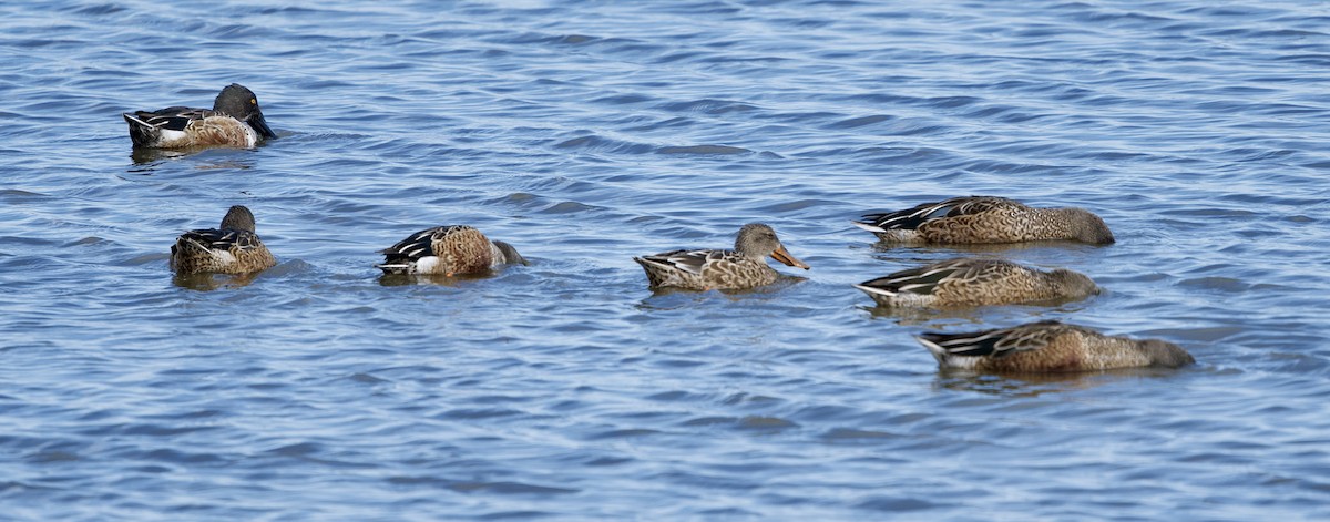 lžičák pestrý - ML643728113