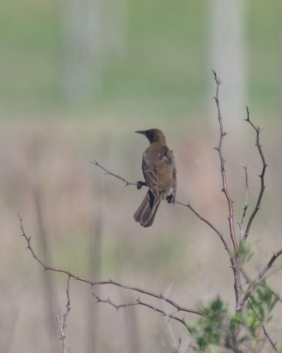 brungumptrupial - ML643728117