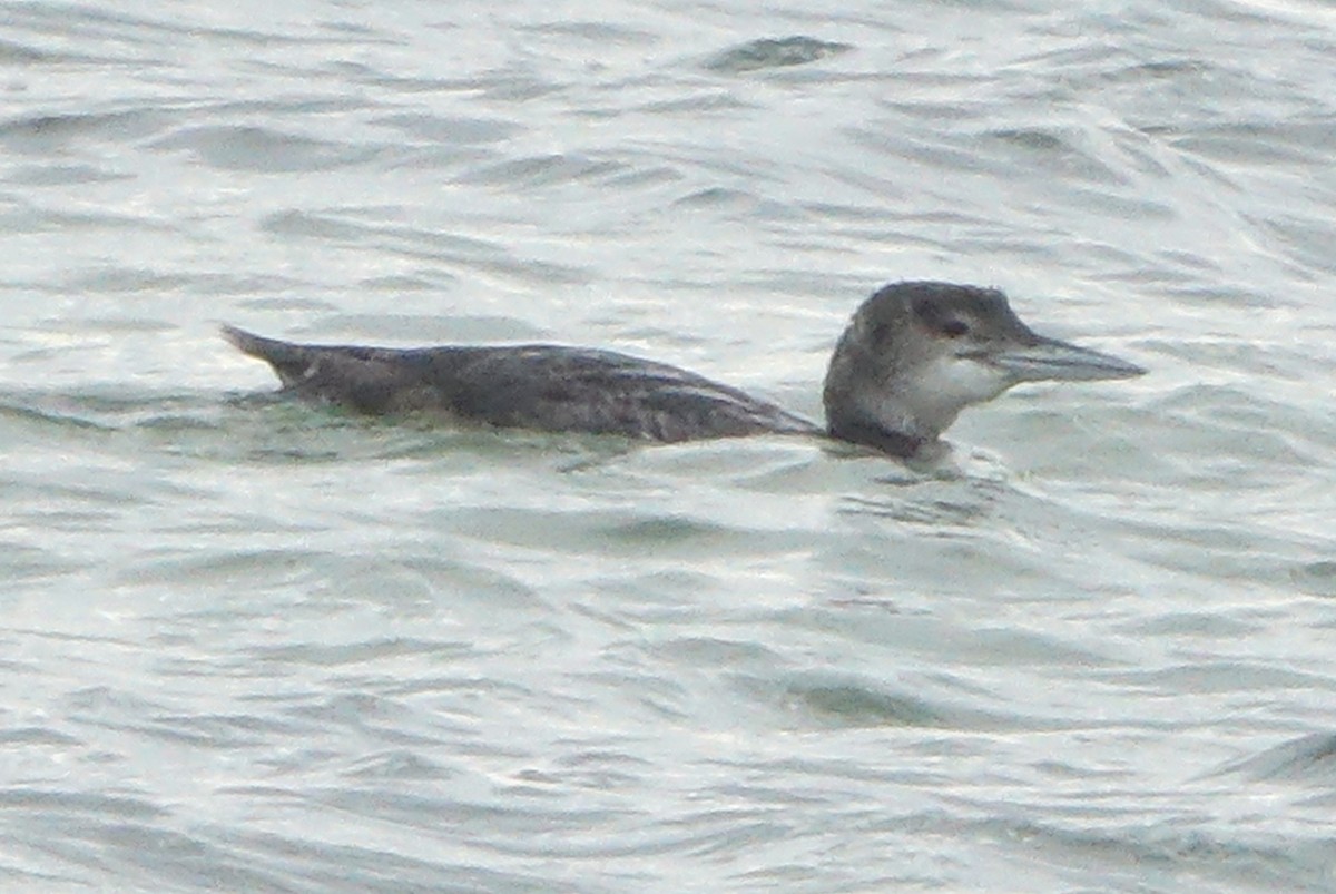 Common Loon - ML643728124