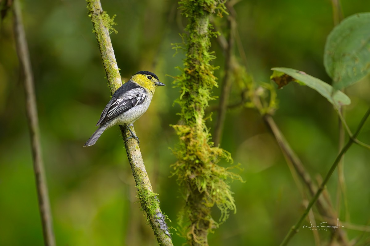 Barred Becard - ML643728136