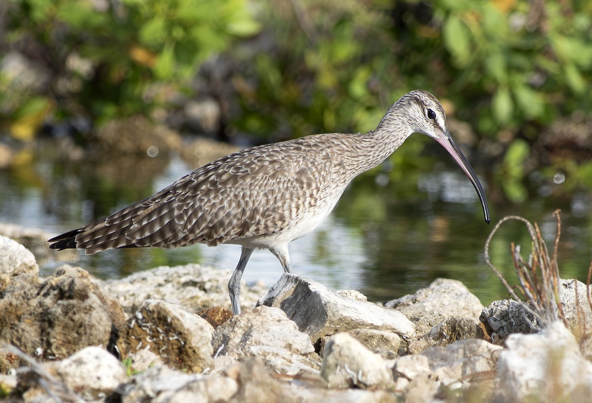 Hudsonian Whimbrel - ML643728155