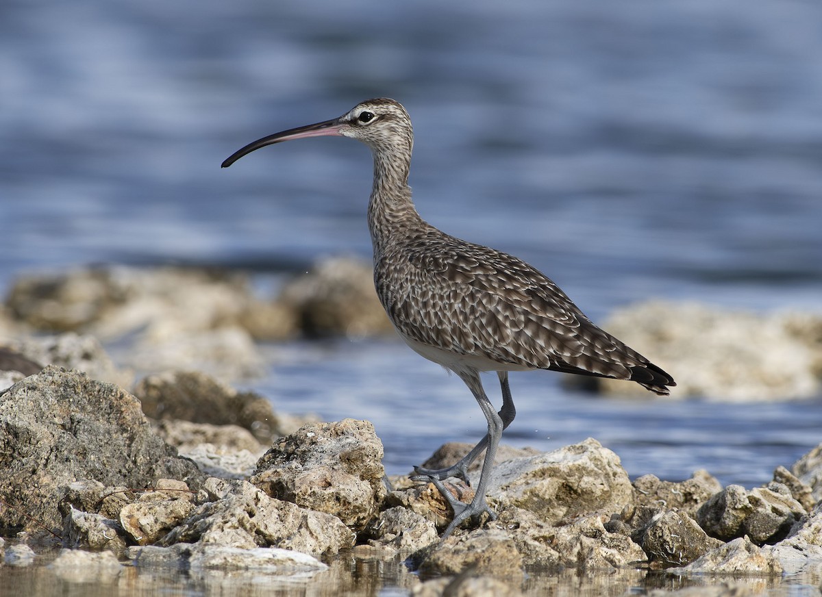 Hudsonian Whimbrel - ML643728156