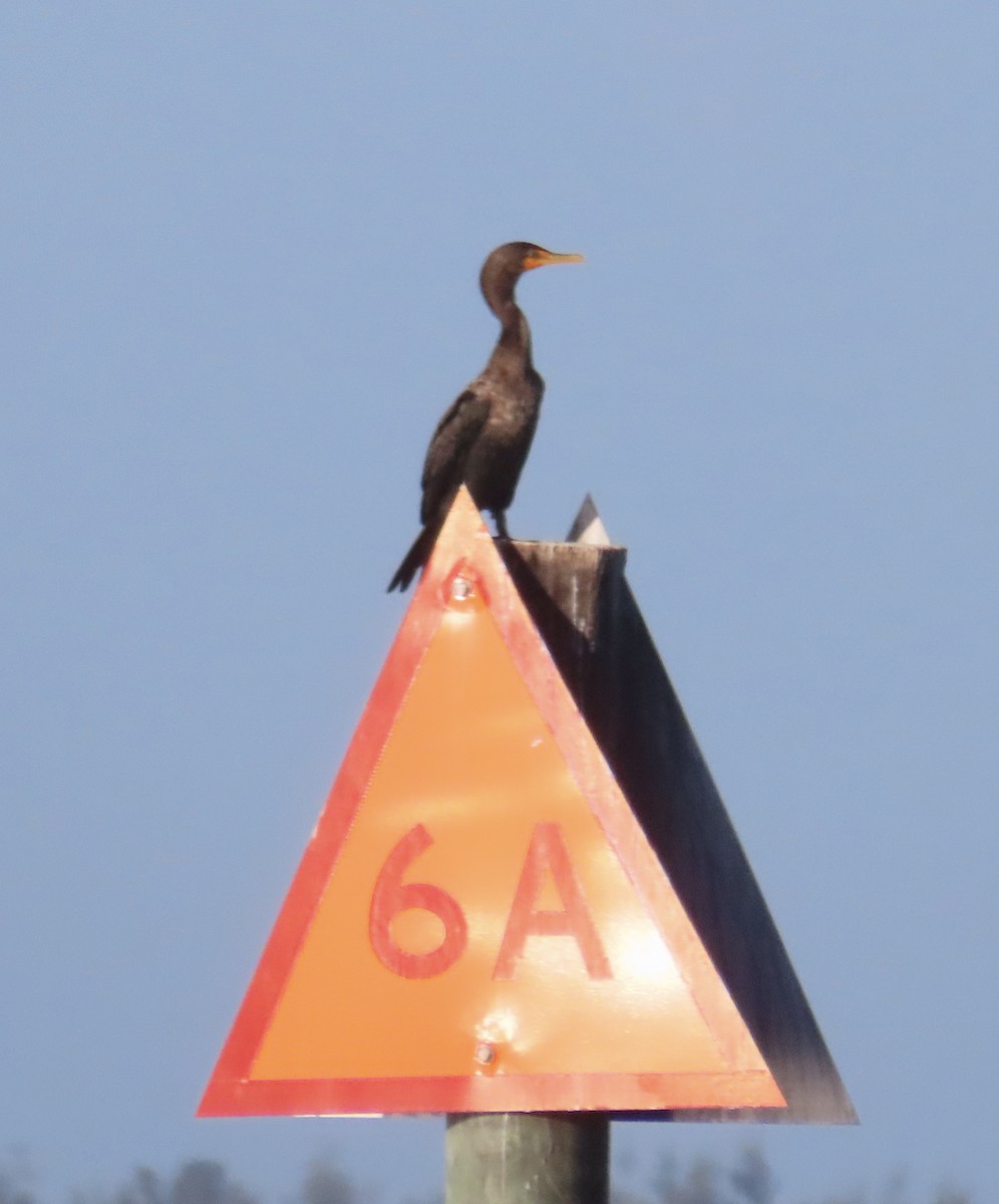 Cormoran à aigrettes - ML643728161