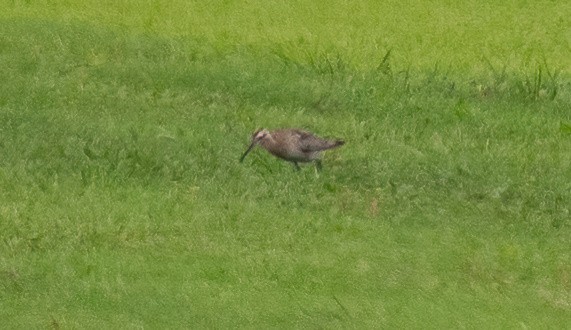 コシャクシギ - ML643728162