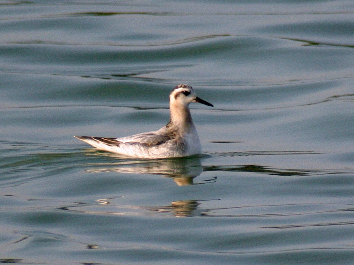 Red Phalarope - ML643728169