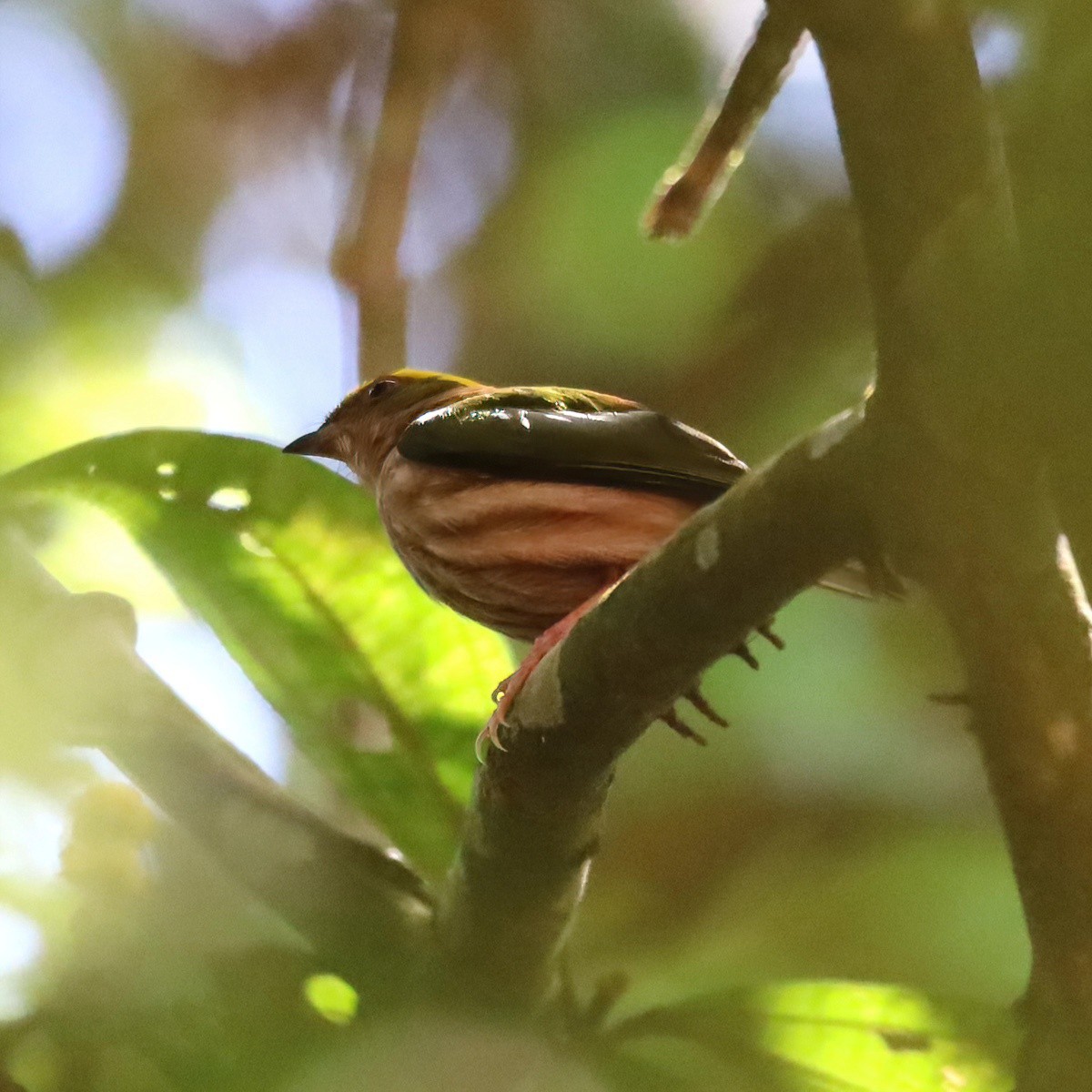 Fiery-capped Manakin - ML643728176