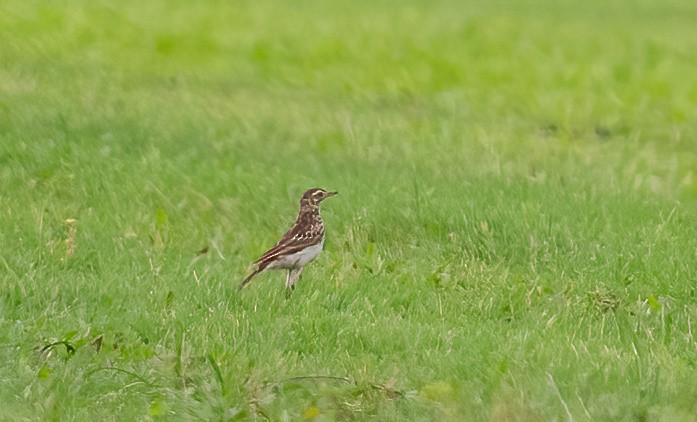 Australian Pipit - ML643728194