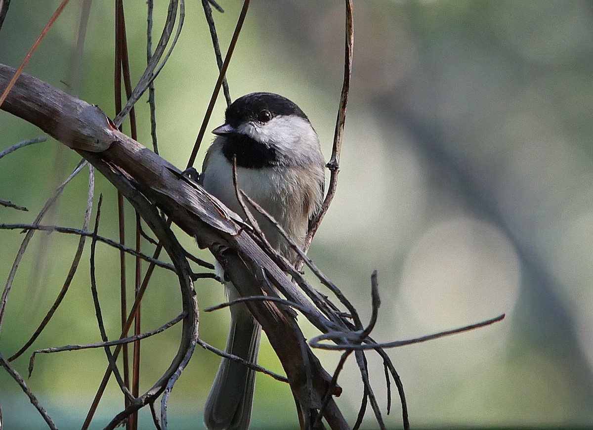 Carolina Chickadee - ML643728199