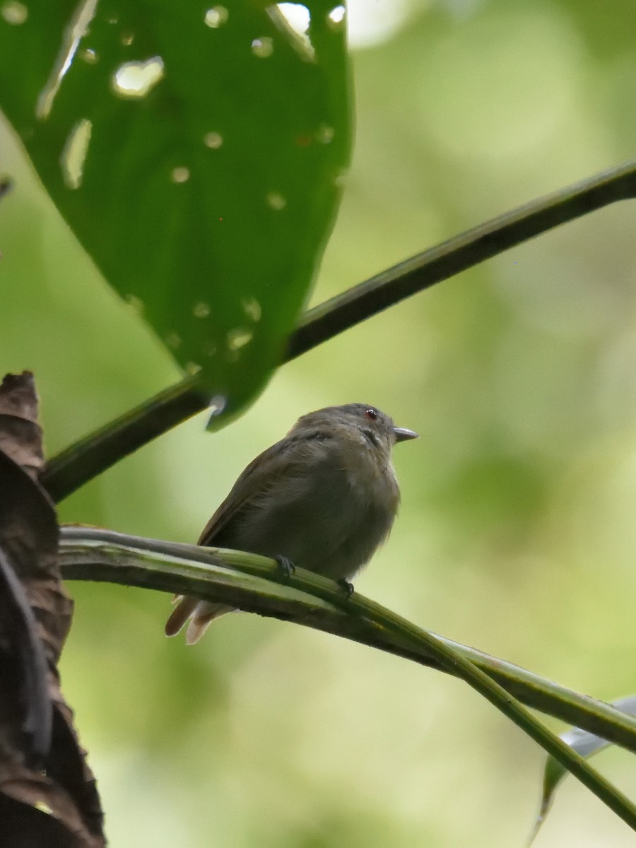 Manakin à tête blanche (groupe microlopha) - ML643728200