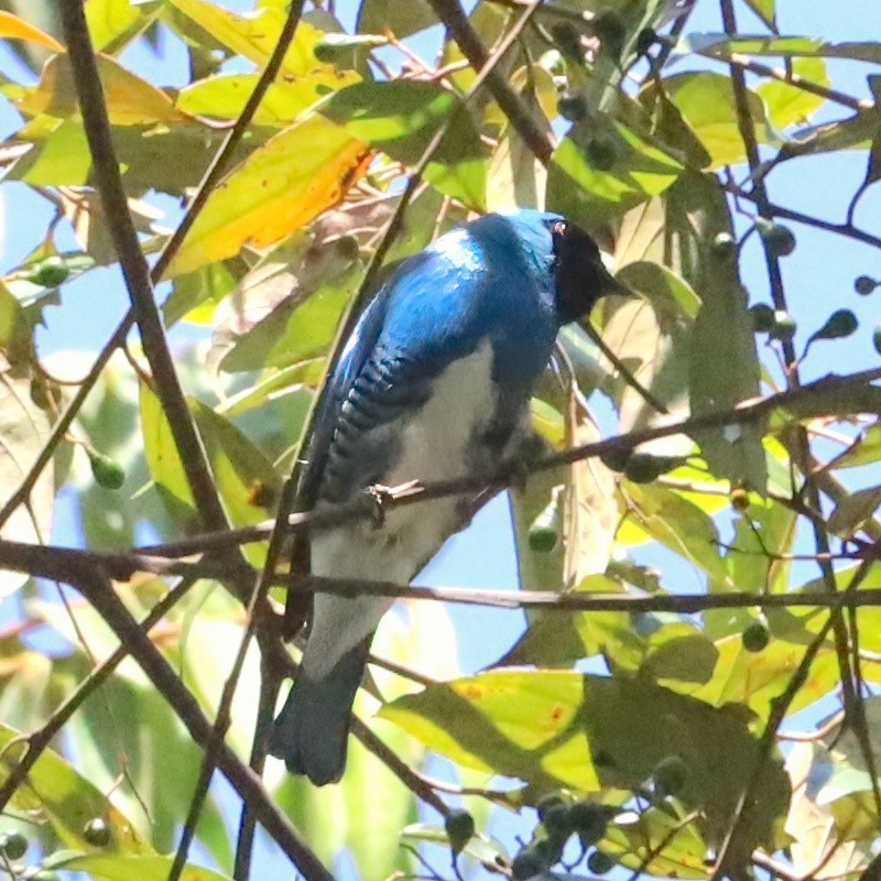 Swallow Tanager - ML643728210