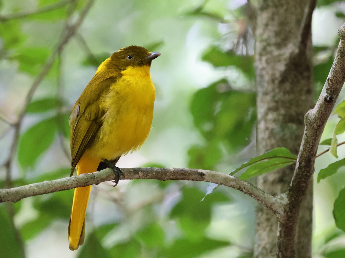 Golden Bowerbird - ML643728224