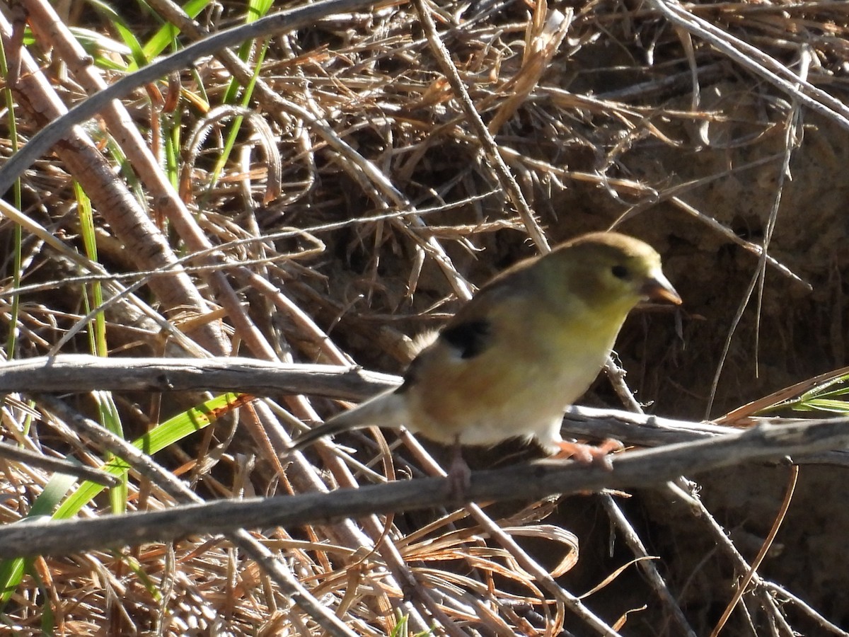 čížek žlutý - ML643728236