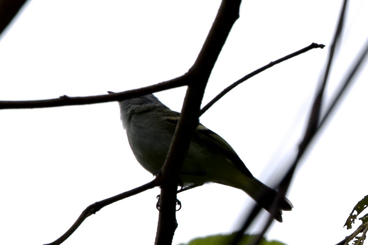 White-tailed Tyrannulet - ML643728237
