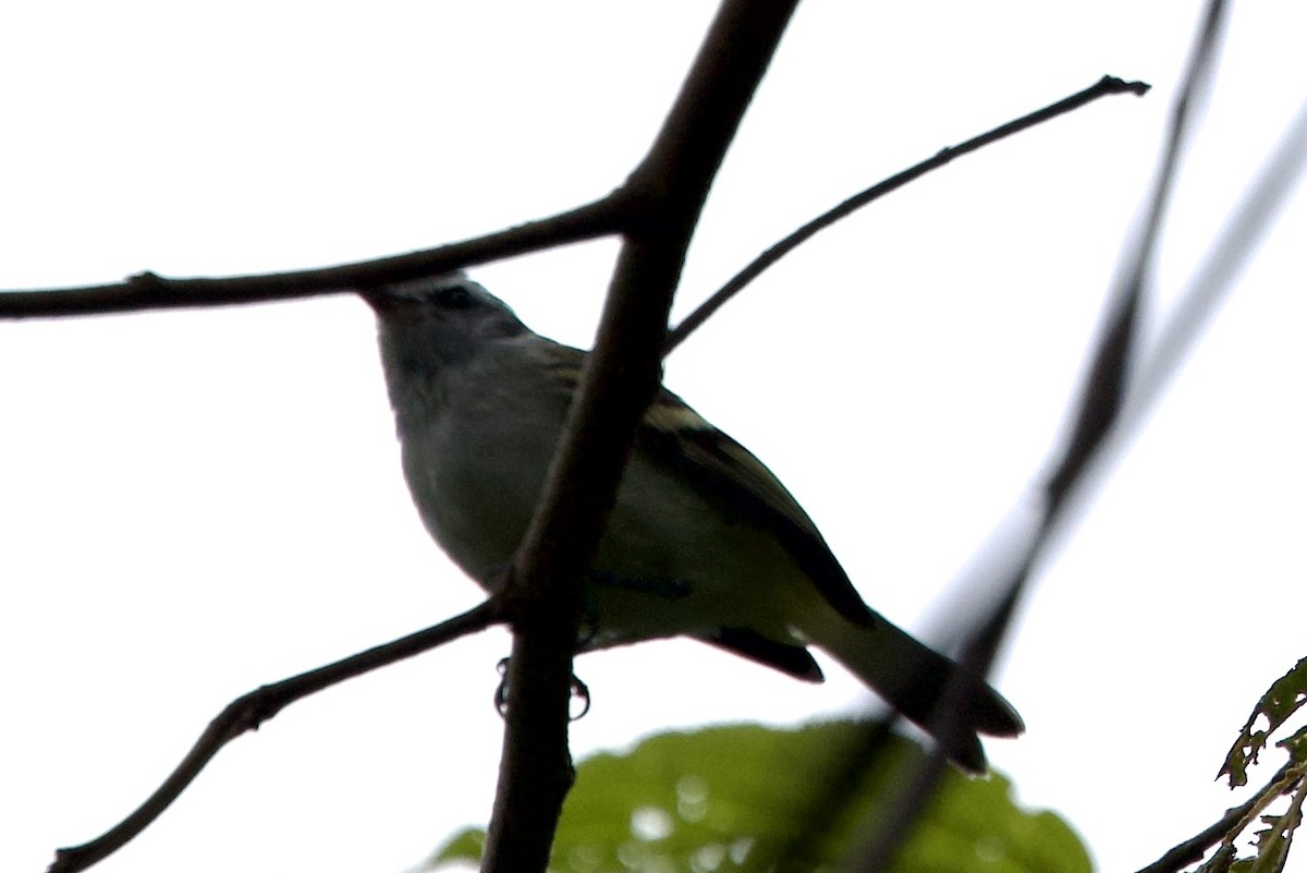 White-tailed Tyrannulet - ML643728238