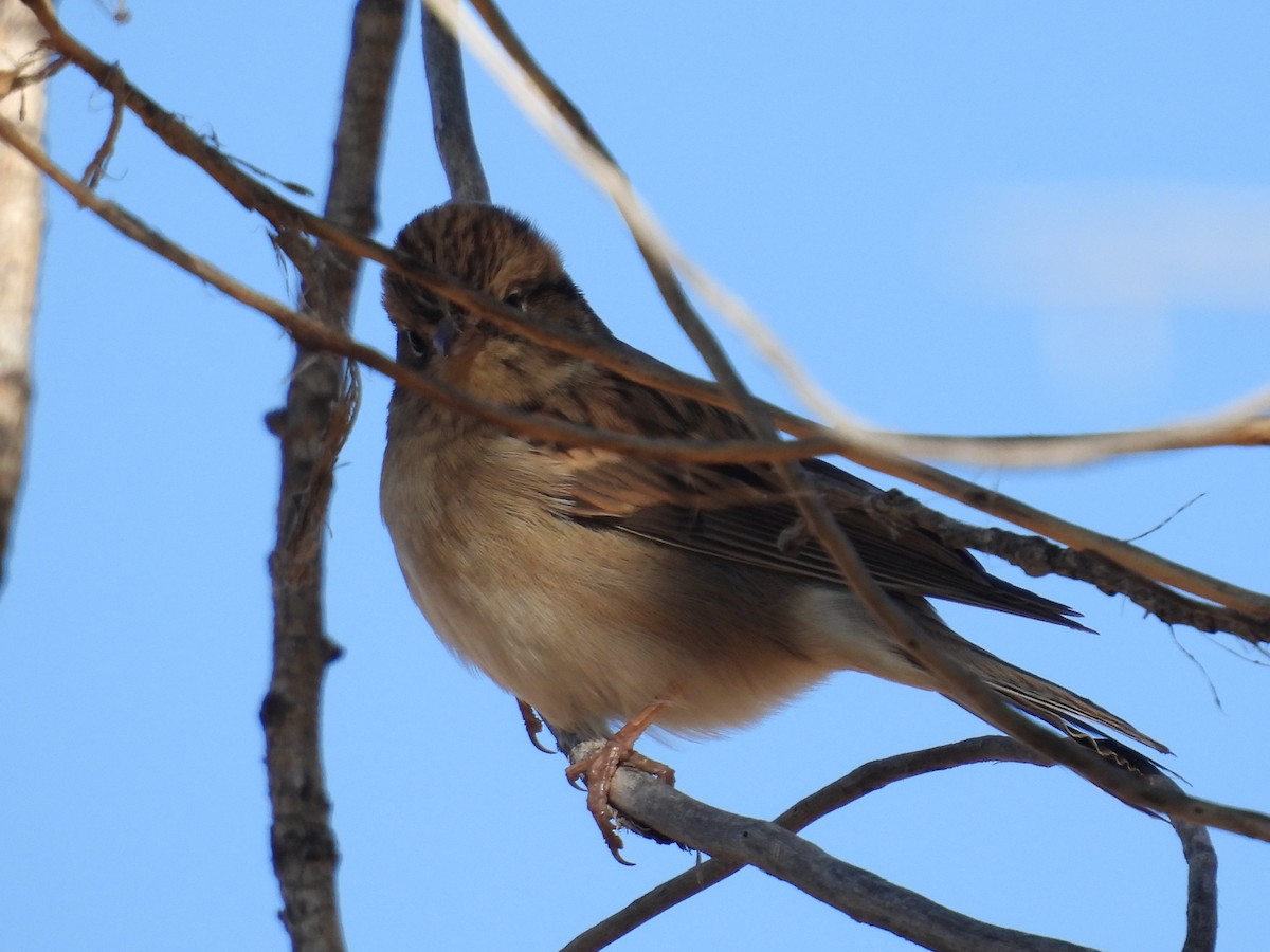 strnádka vrabcovitá - ML643728243