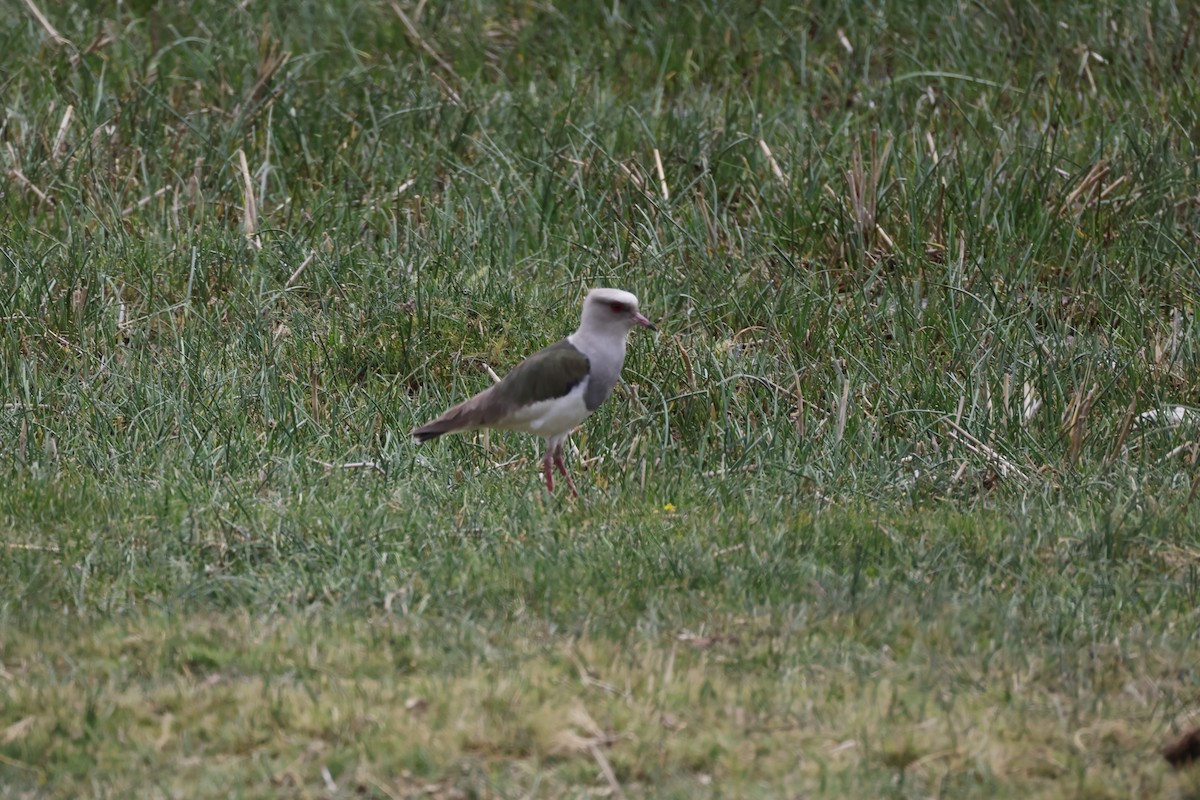 Andean Lapwing - ML643728248