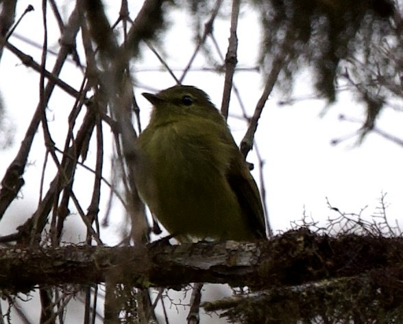 Flavescent Flycatcher - ML643728250