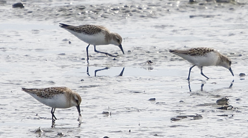 jespák srostloprstý - ML643728252