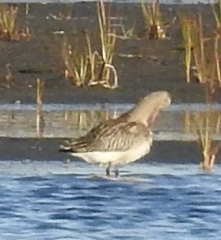 Bar-tailed Godwit - ML643728254