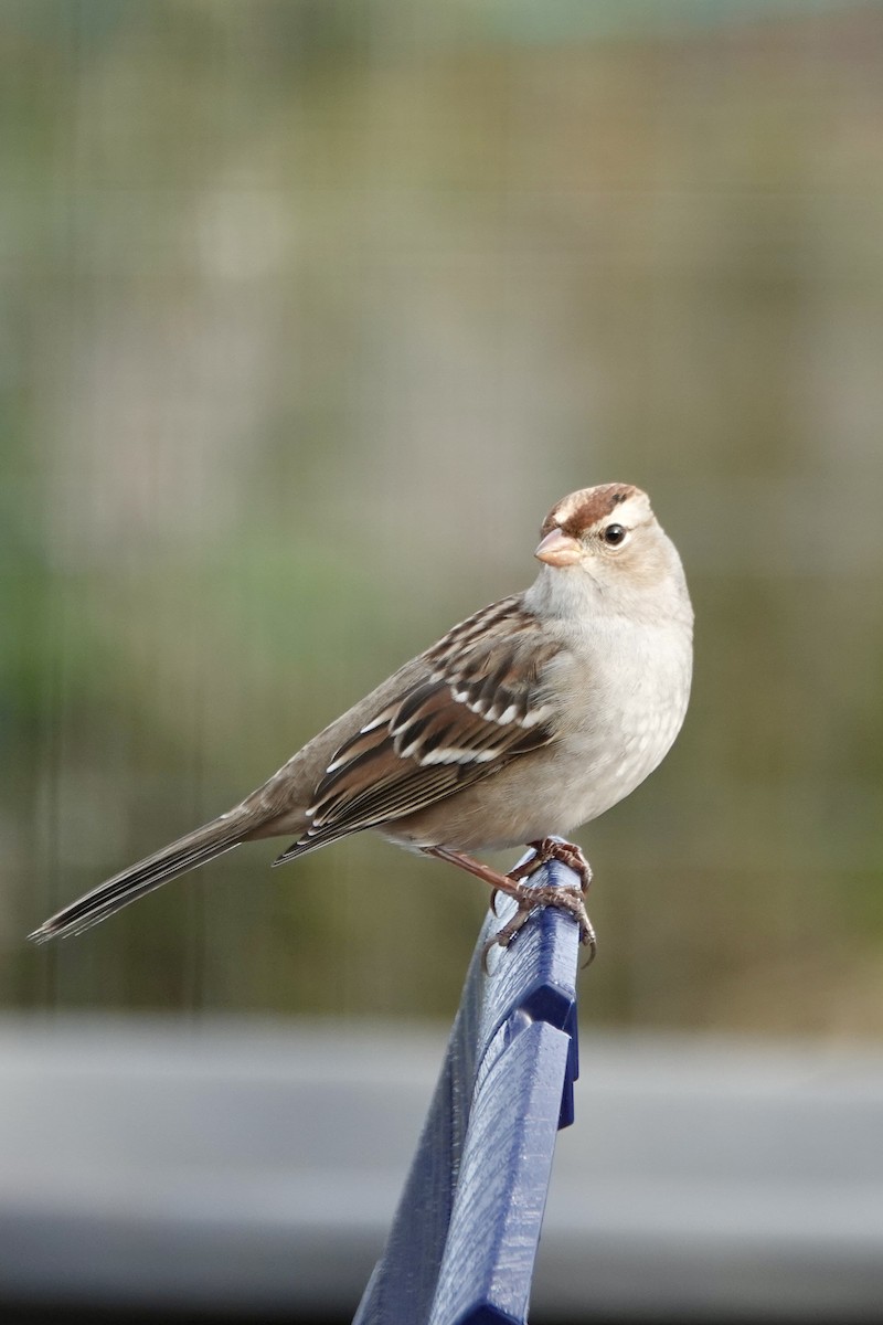 White-crowned Sparrow - ML643728255