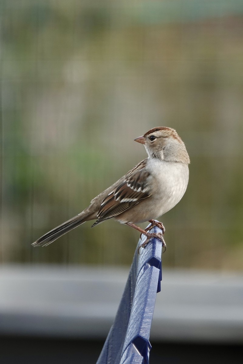 White-crowned Sparrow - ML643728256