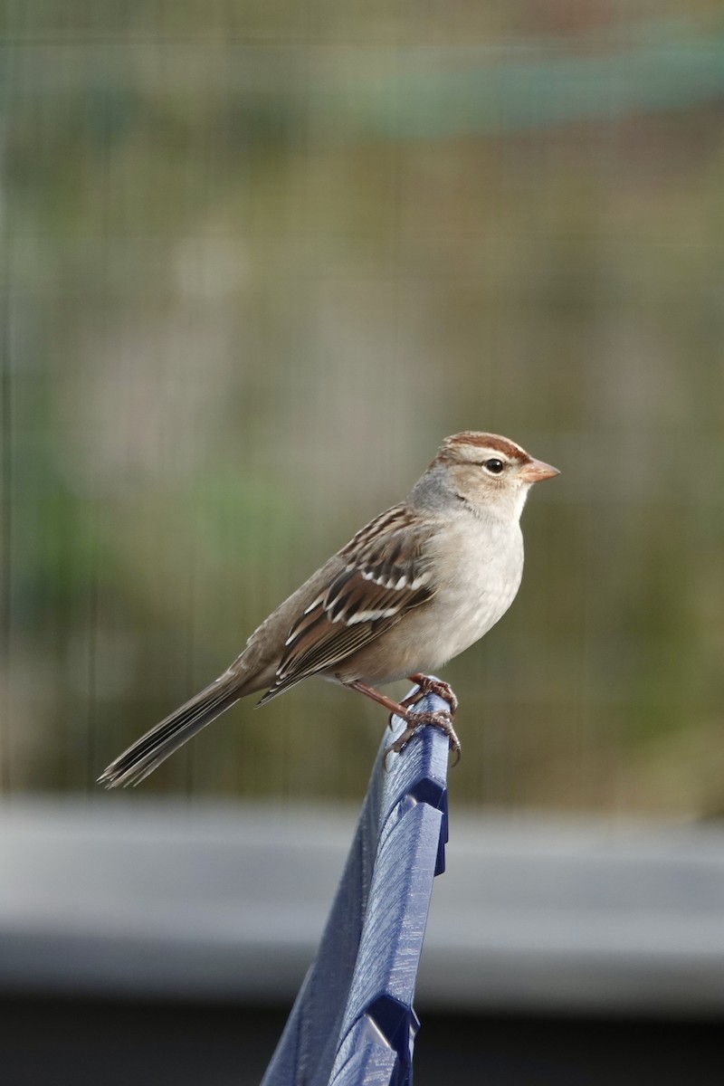 White-crowned Sparrow - ML643728257
