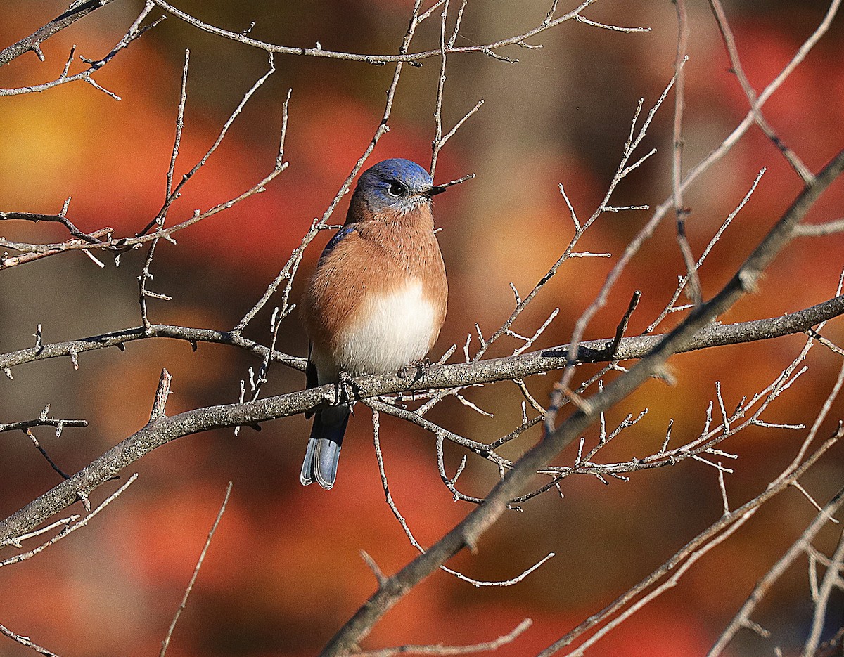 Eastern Bluebird - ML643728268