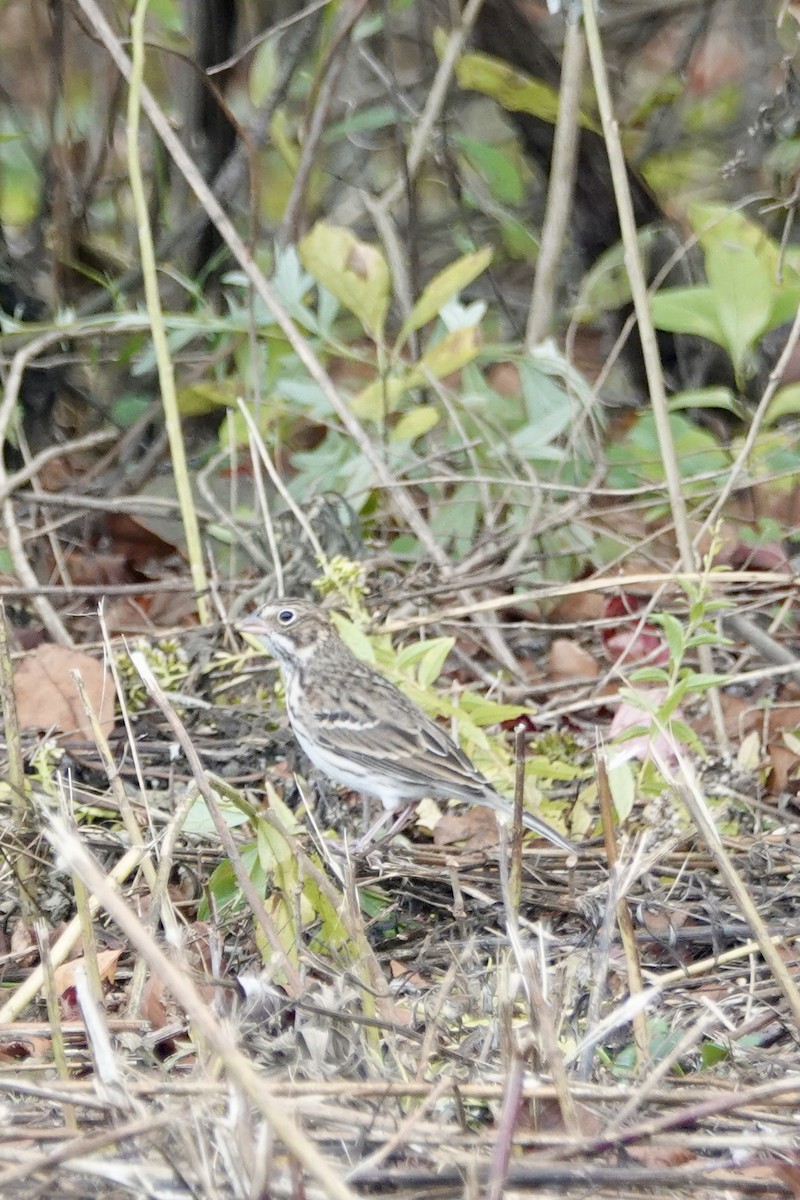 Vesper Sparrow - ML643728273