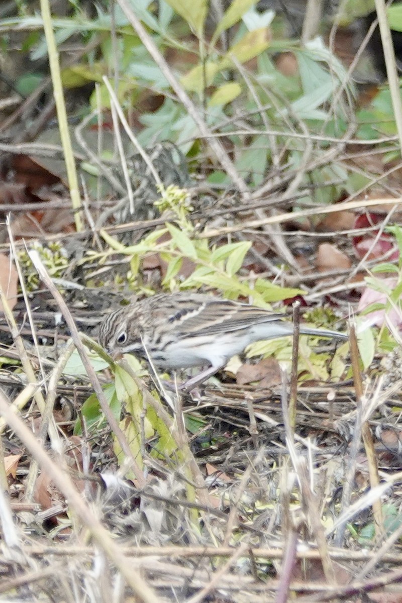 Vesper Sparrow - ML643728274