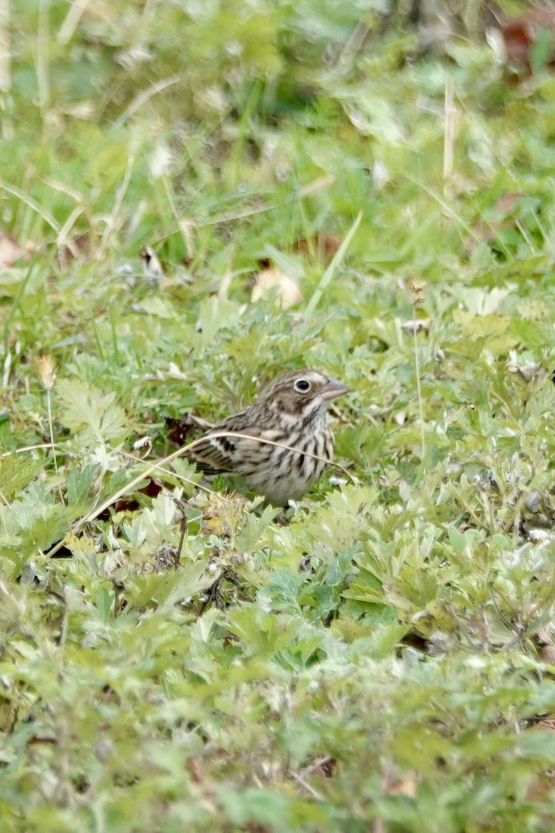Vesper Sparrow - ML643728275