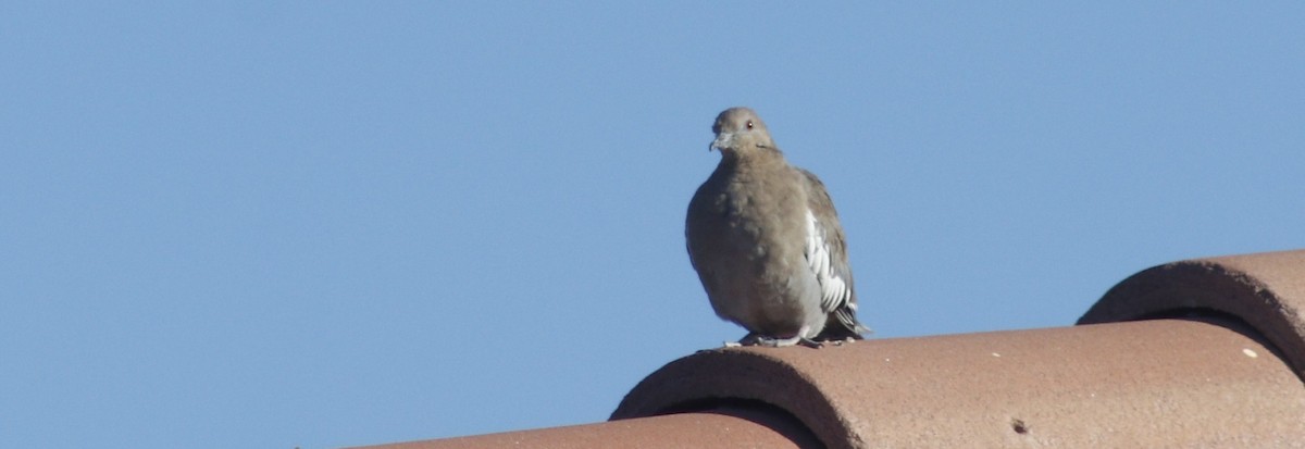 White-winged Dove - ML643728284