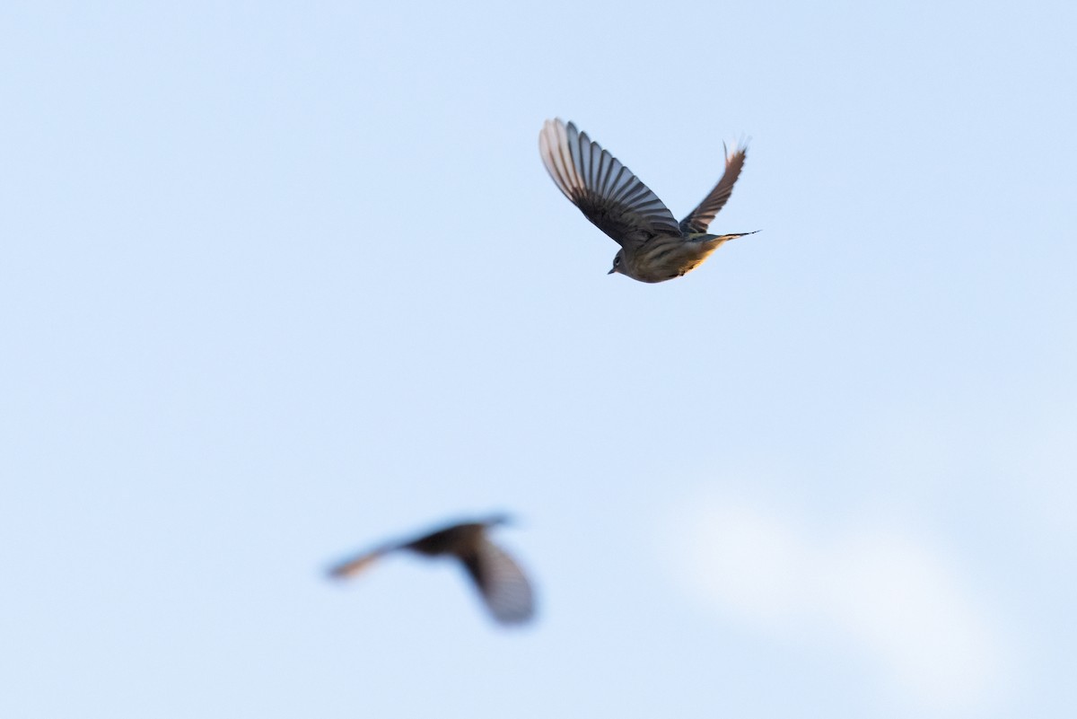 Yellow-rumped Warbler (Audubon's) - ML643728291
