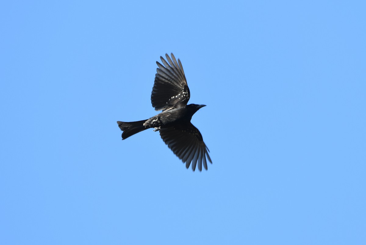 Yıldızlı Drongo - ML643728301