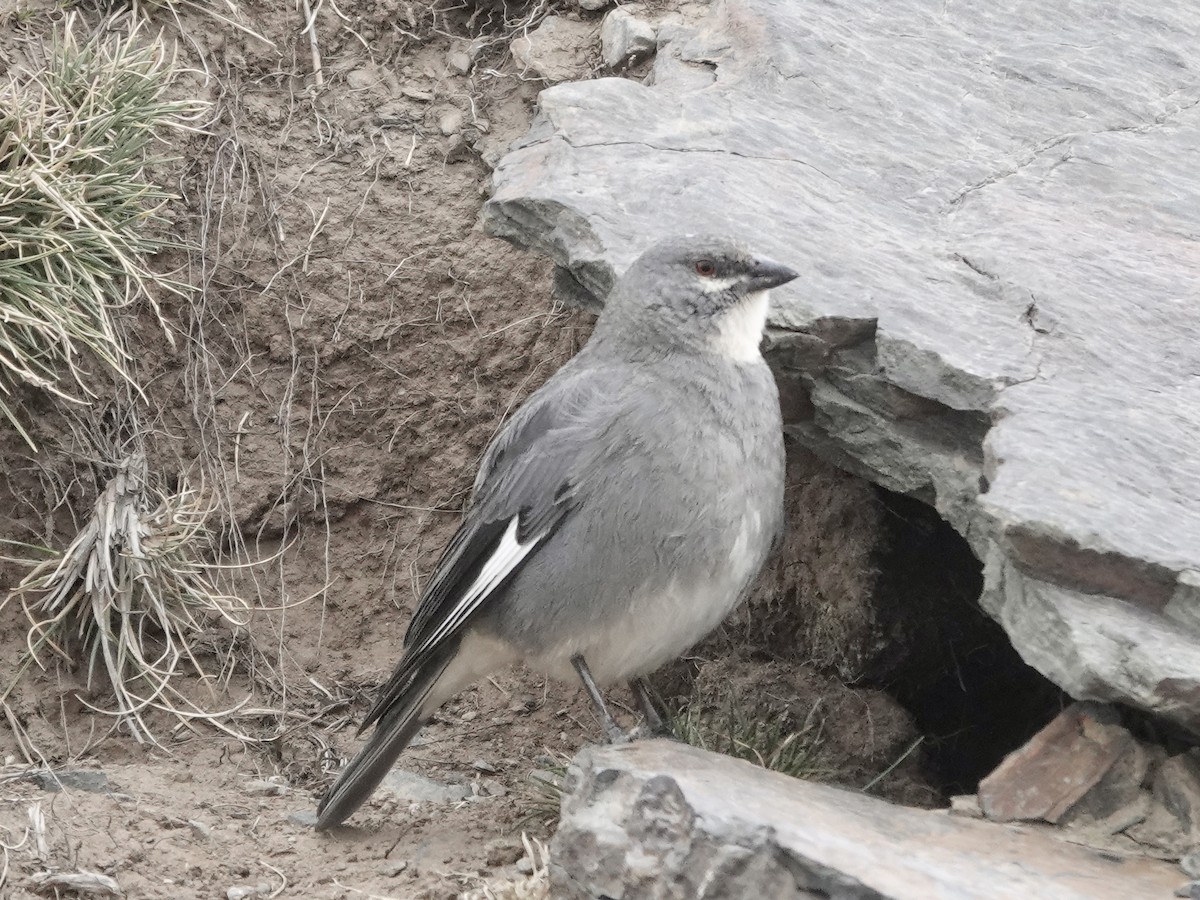 Glacier Finch - Peter Kaestner