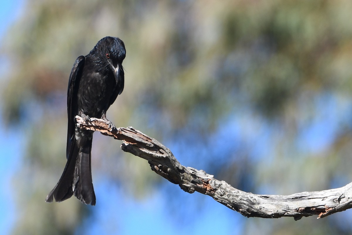 Yıldızlı Drongo - ML643728306