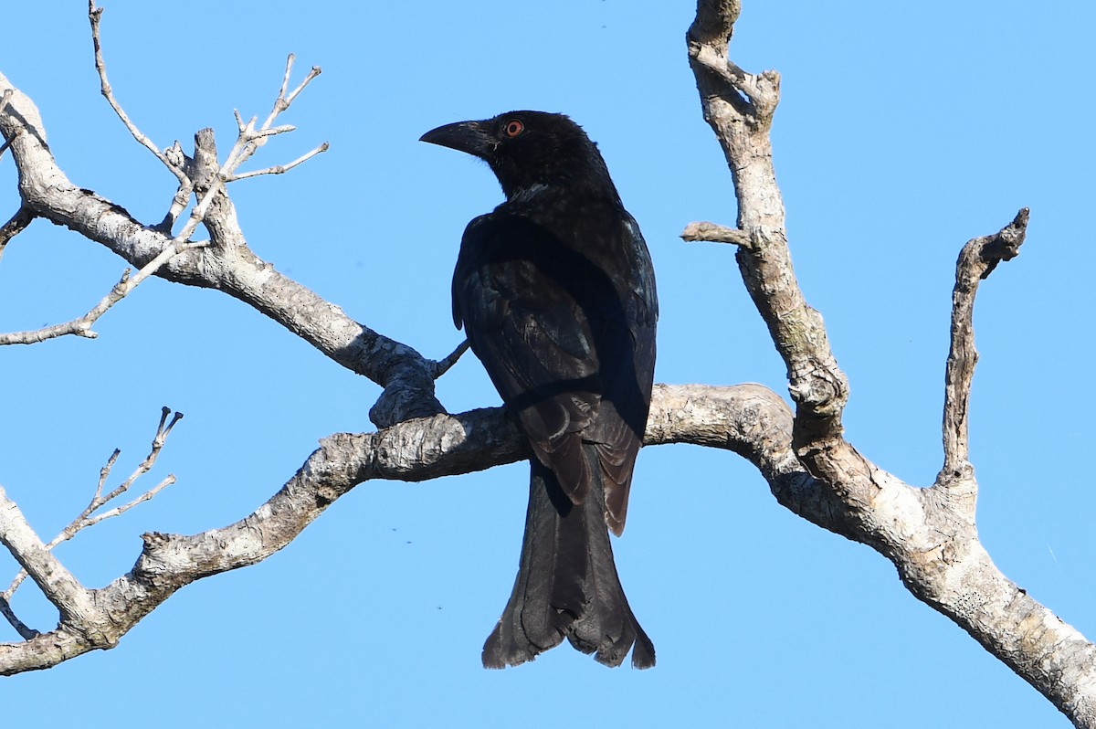 Yıldızlı Drongo - ML643728311